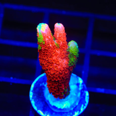 WWC Contraband Montipora Digitata Coral