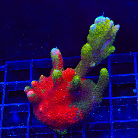 WWC Contraband Montipora Digitata XL Frag Coral