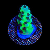 WWC Cookie Monster Acropora Coral