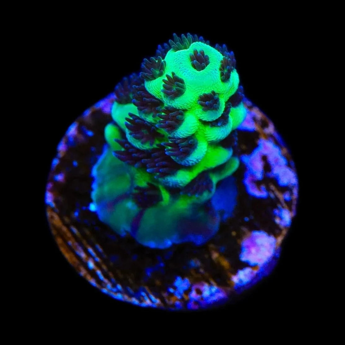 WWC Cookie Monster Acropora Coral
