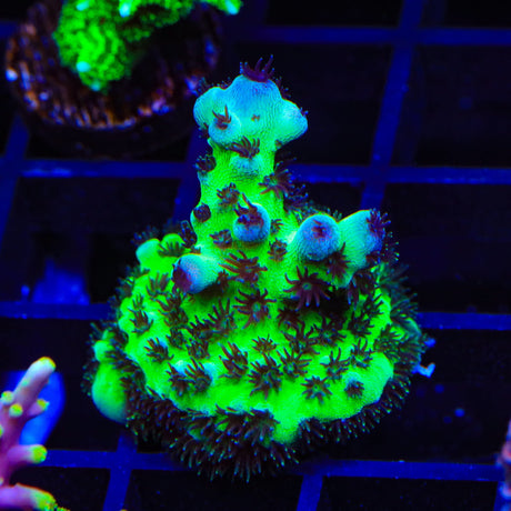 WWC Cookie Monster Acropora Coral