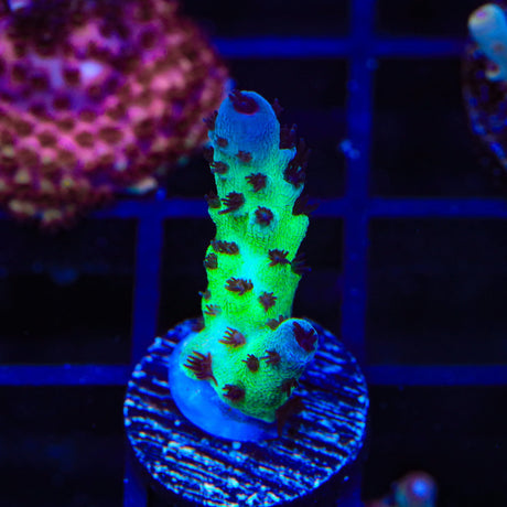 WWC Cookie Monster Acropora Coral