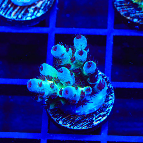 WWC Cookie Monster Acropora Coral