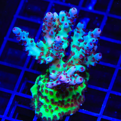 WWC Cookie Monster Acropora Coral