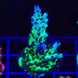 WWC Cookie Monster Acropora Coral