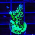 WWC Cookie Monster Acropora Coral