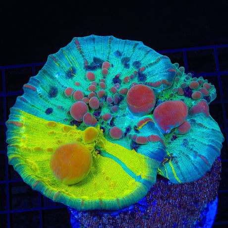 WWC Cosmic Candy Bounce Chalice Coral