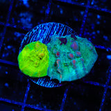 WWC Cosmic Candy Bounce Chalice Coral