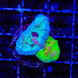 WWC Cosmic Candy Bounce Chalice Coral