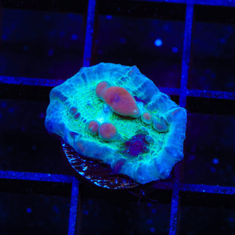 WWC Cosmic Candy Bounce Chalice Coral