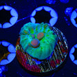 WWC Cosmic Candy Bounce Chalice Coral