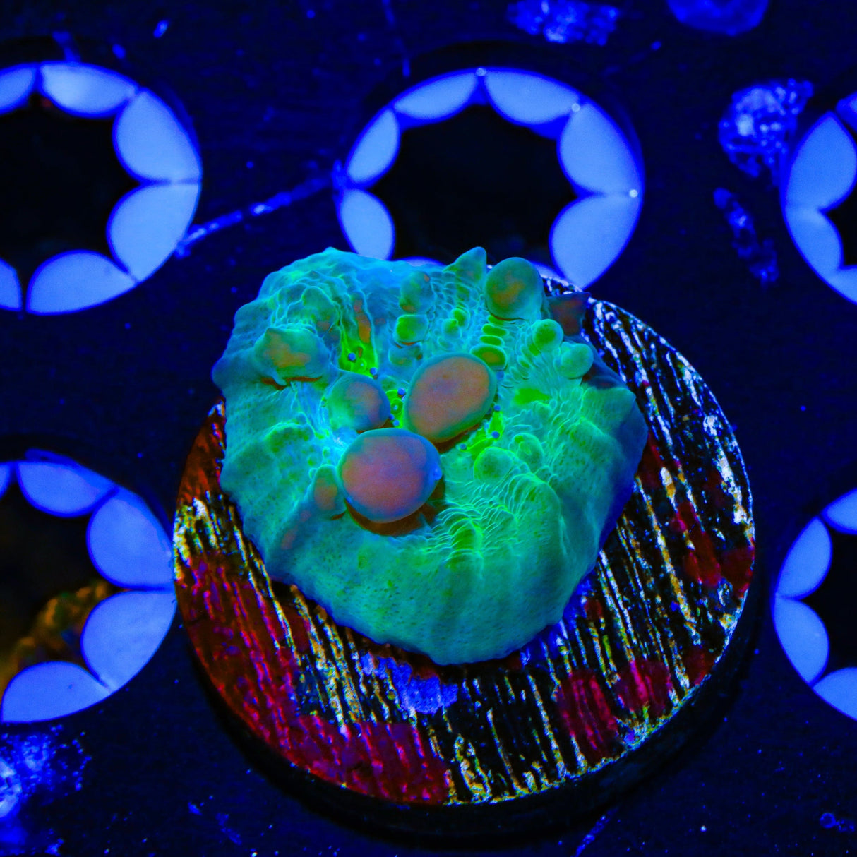 WWC Cosmic Candy Bounce Chalice Coral