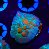 WWC Cosmic Candy Bounce Chalice Coral
