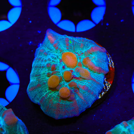 WWC Cosmic Candy Bounce Chalice Coral
