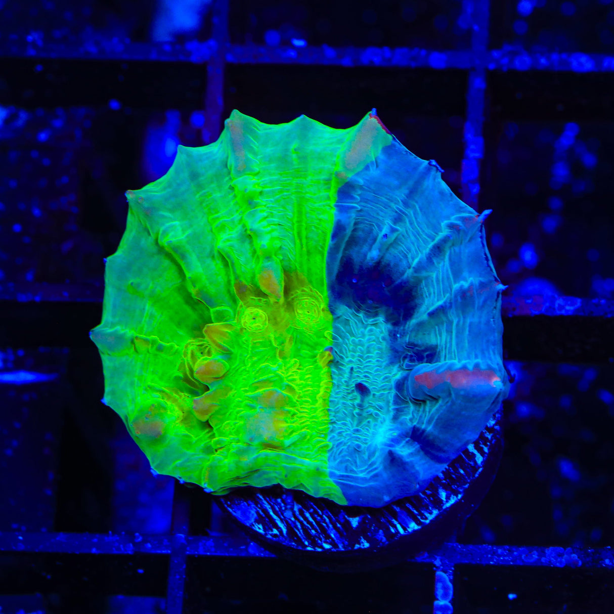 WWC Cosmic Candy Bounce Chalice Coral