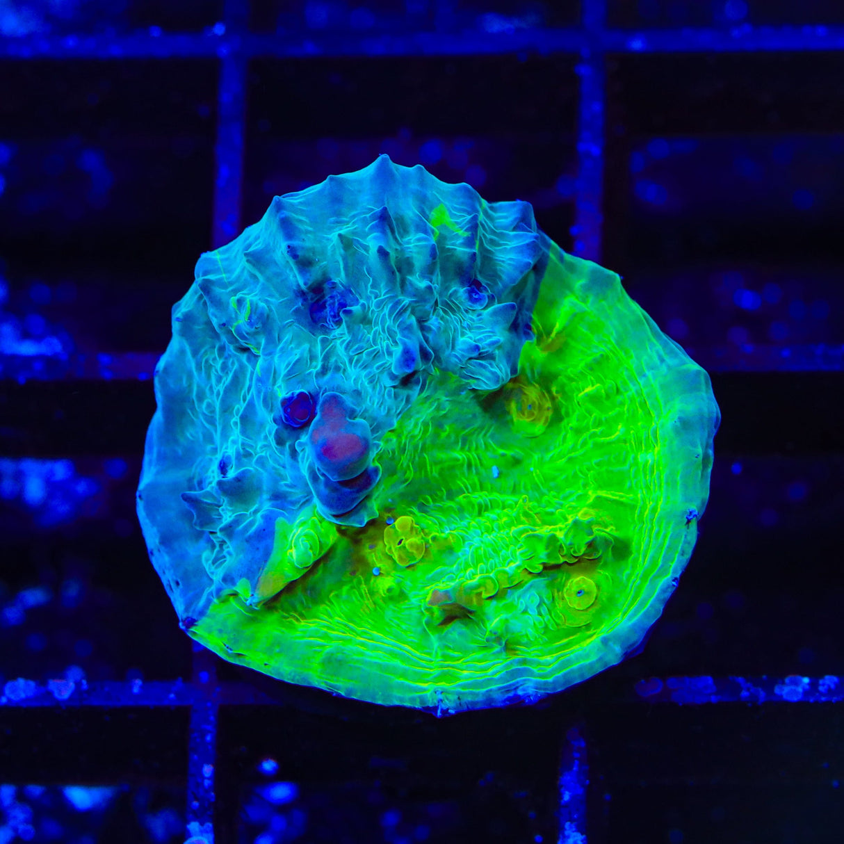 WWC Cosmic Candy Bounce Chalice Coral