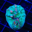 WWC Cosmic Candy Bounce Chalice XL Frag Coral
