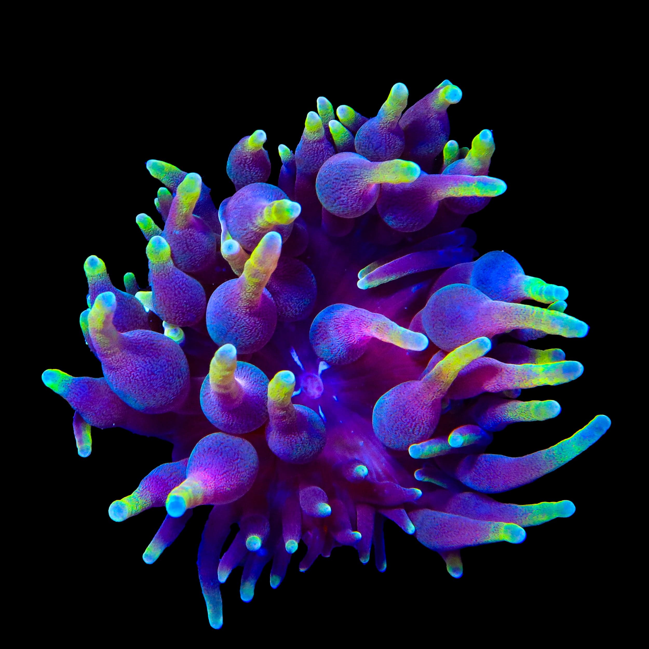 WWC Darth Vader Anemone