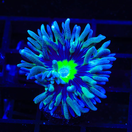 WWC Dream Catcher Duncan Coral