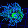 WWC Dream Catcher Duncan Coral
