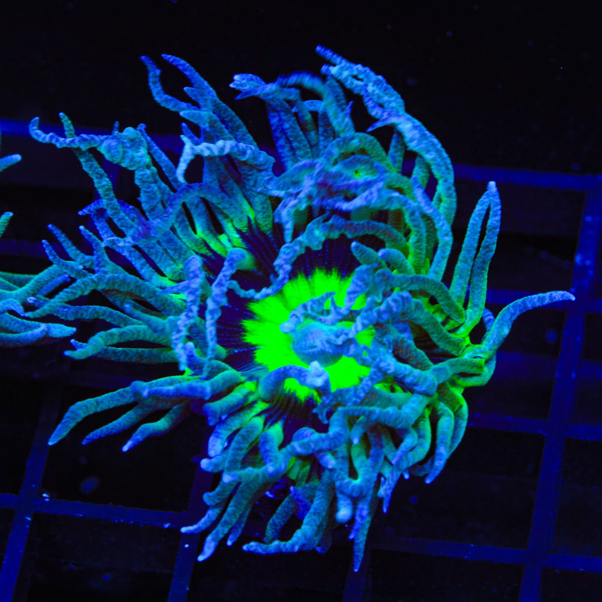 WWC Dream Catcher Duncan Coral
