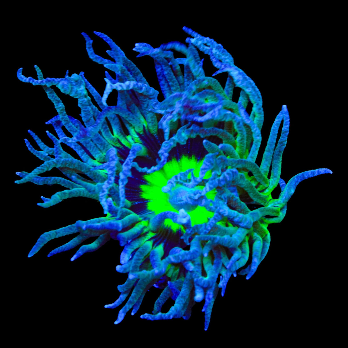 WWC Dream Catcher Duncan Coral