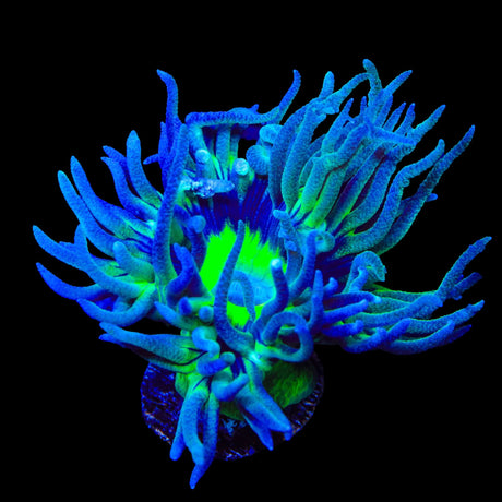 WWC Dream Catcher Duncan Coral