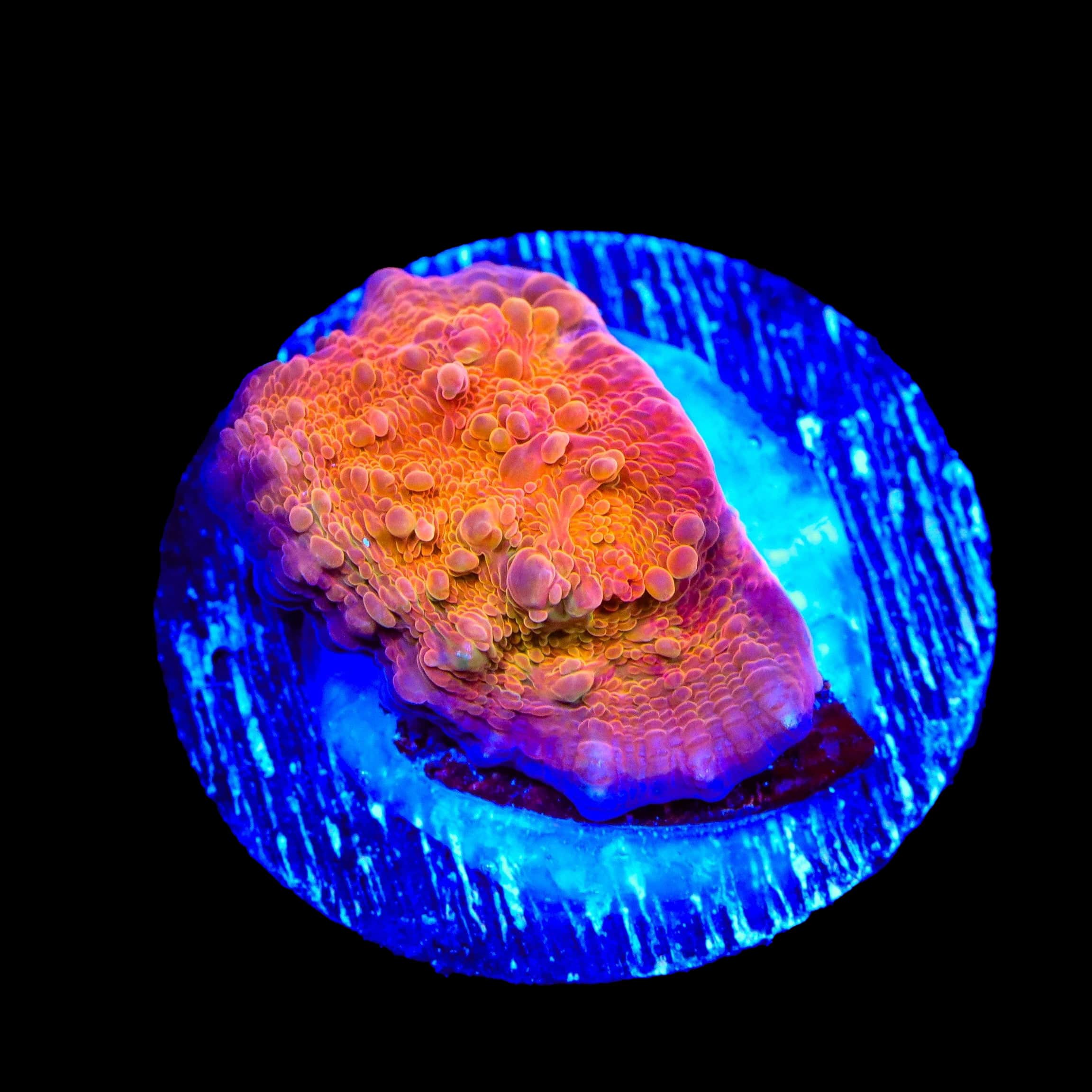 Fireball Chalice Coral – Top Shelf Aquatics