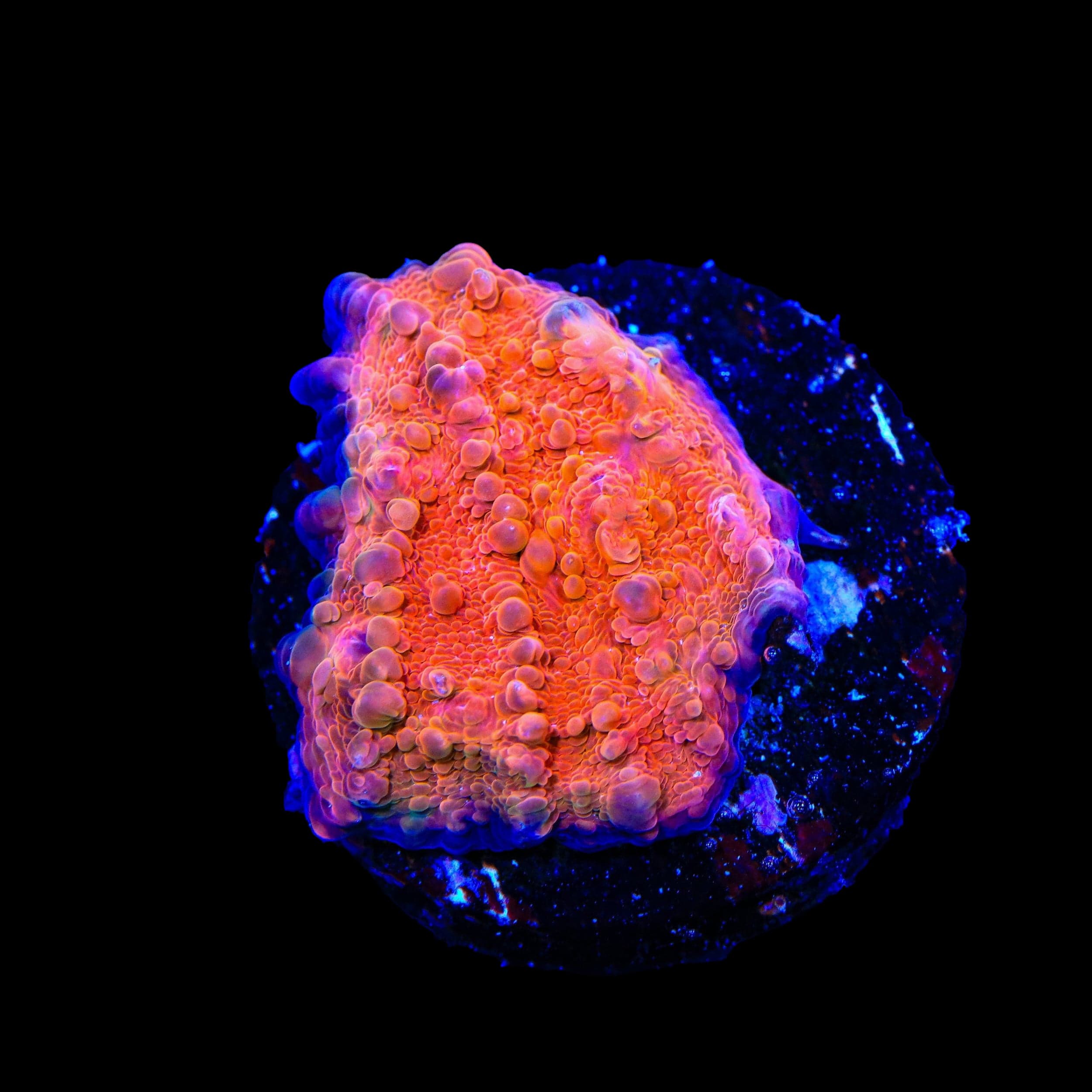 Fireball Chalice Coral – Top Shelf Aquatics