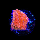 WWC Fireball Chalice Coral