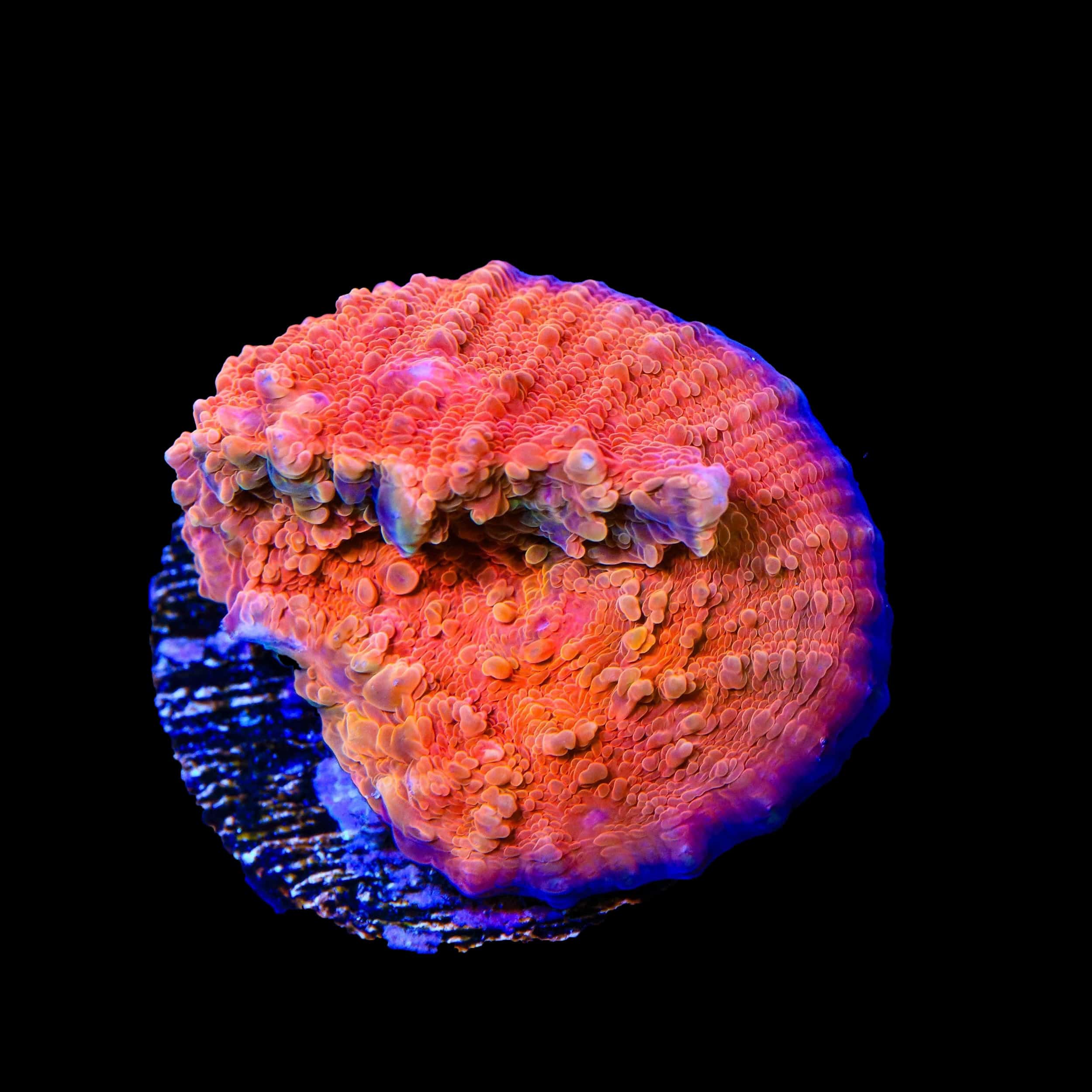 Fireball Chalice Coral – Almost WYSIWYG – Top Shelf Aquatics