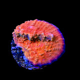 WWC Fireball Chalice Coral