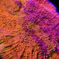 WWC Fireball Grafted Chalice Coral