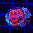 WWC Fruit Cake Favia Coral