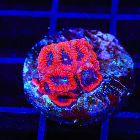 WWC Fruit Cake Favia Coral