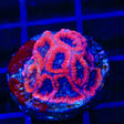 WWC Fruit Cake Favia Coral
