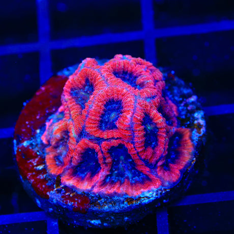 WWC Fruit Cake Favia Coral
