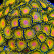 WWC Golden Gods Zoanthids Coral