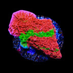WWC Grafted Montipora Cap Coral