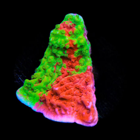 WWC Grafted Montipora Cap Coral