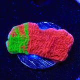 WWC Grafted Montipora Cap Coral