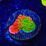 WWC Grafted Montipora Cap Coral