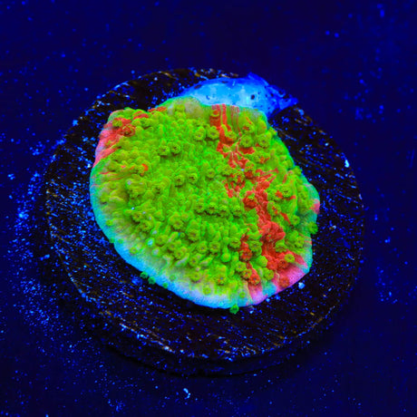 WWC Grafted Montipora Cap Coral