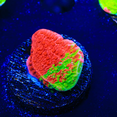 WWC Grafted Montipora Cap Coral