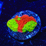 WWC Grafted Montipora Cap Coral