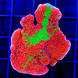 WWC Grafted Montipora Cap XL Frag Coral