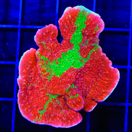 WWC Grafted Montipora Cap XL Frag Coral