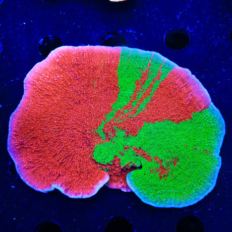 WWC Grafted Montipora Cap XL Frag Coral