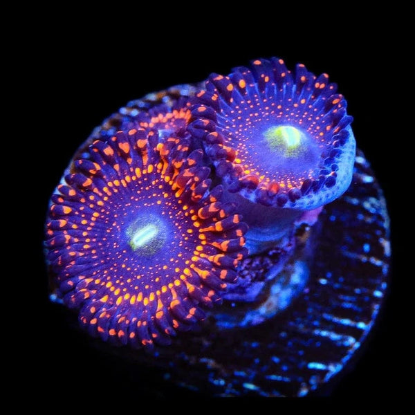 WWC Illuminati Zoanthids Coral