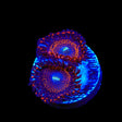 WWC Illuminati Zoanthids Coral